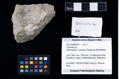 Foto (Objekt + Etikett) von Juracrista sp.  (NHMW-GEO-2017-0089-0071)